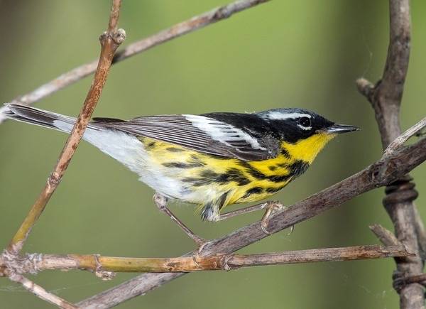 Magnolia warbler by Doug Greenberg is licensed under CC BY-NC 2.0